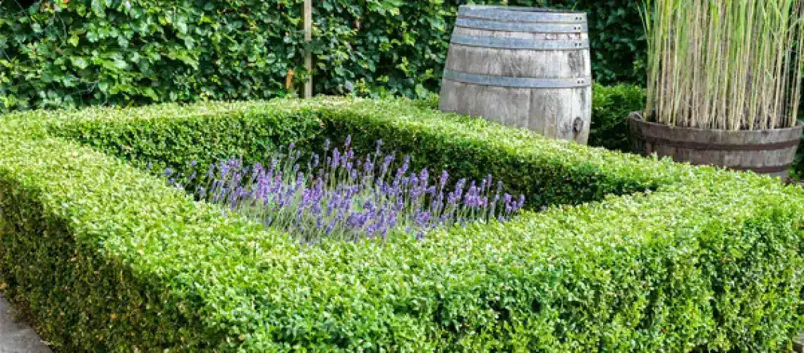 5 Creative Box Hedge Ideas To Enhance Your Outdoor Spaces