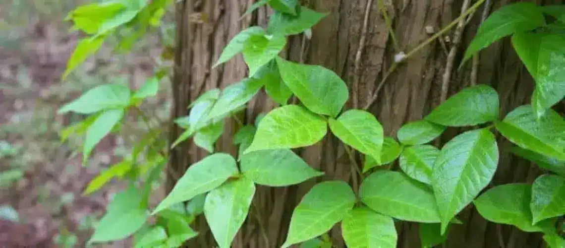 How to get rid of poison ivy