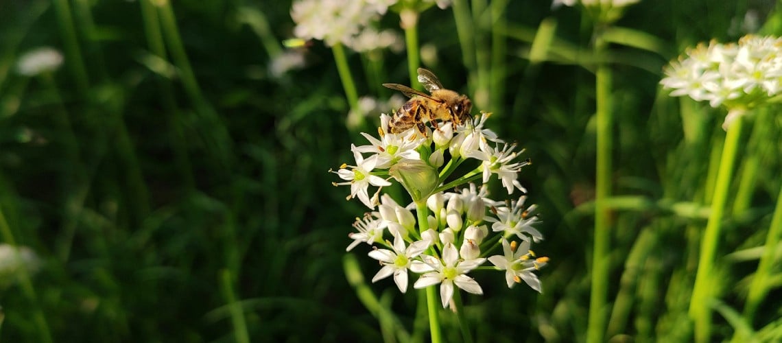 What Hedging Plants Do Not Attract Bees and Wasps
