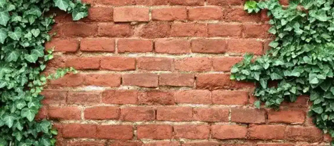4 ways you can create your very own green wall