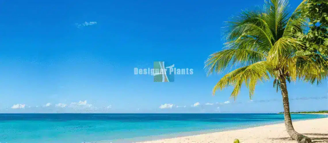 How to create a tropical look in any season with palm trees?