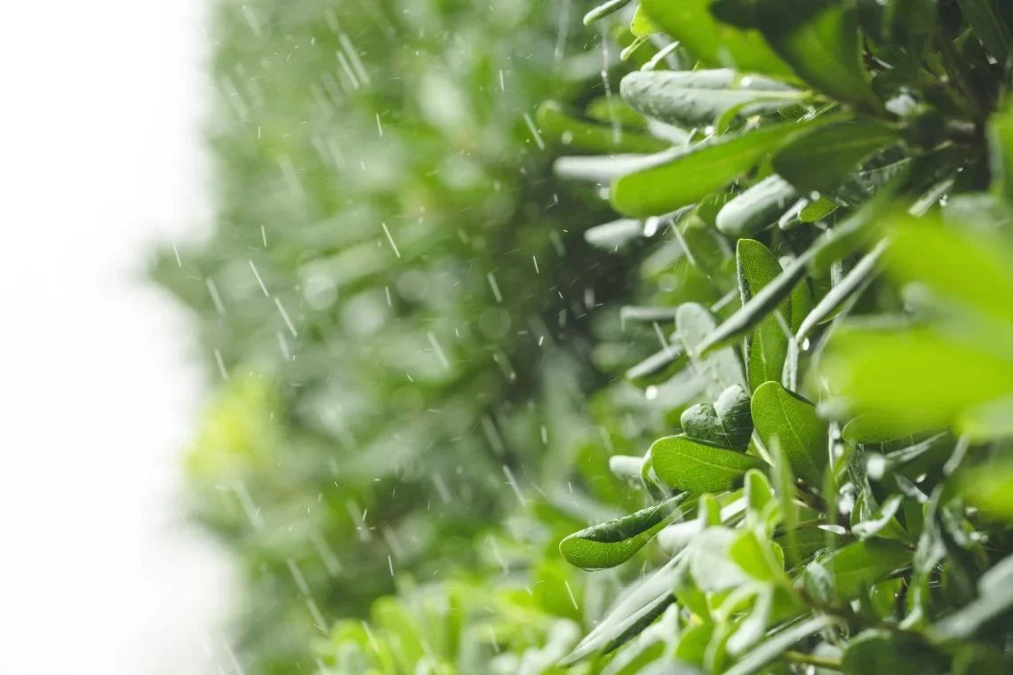 artificial green wall in rain