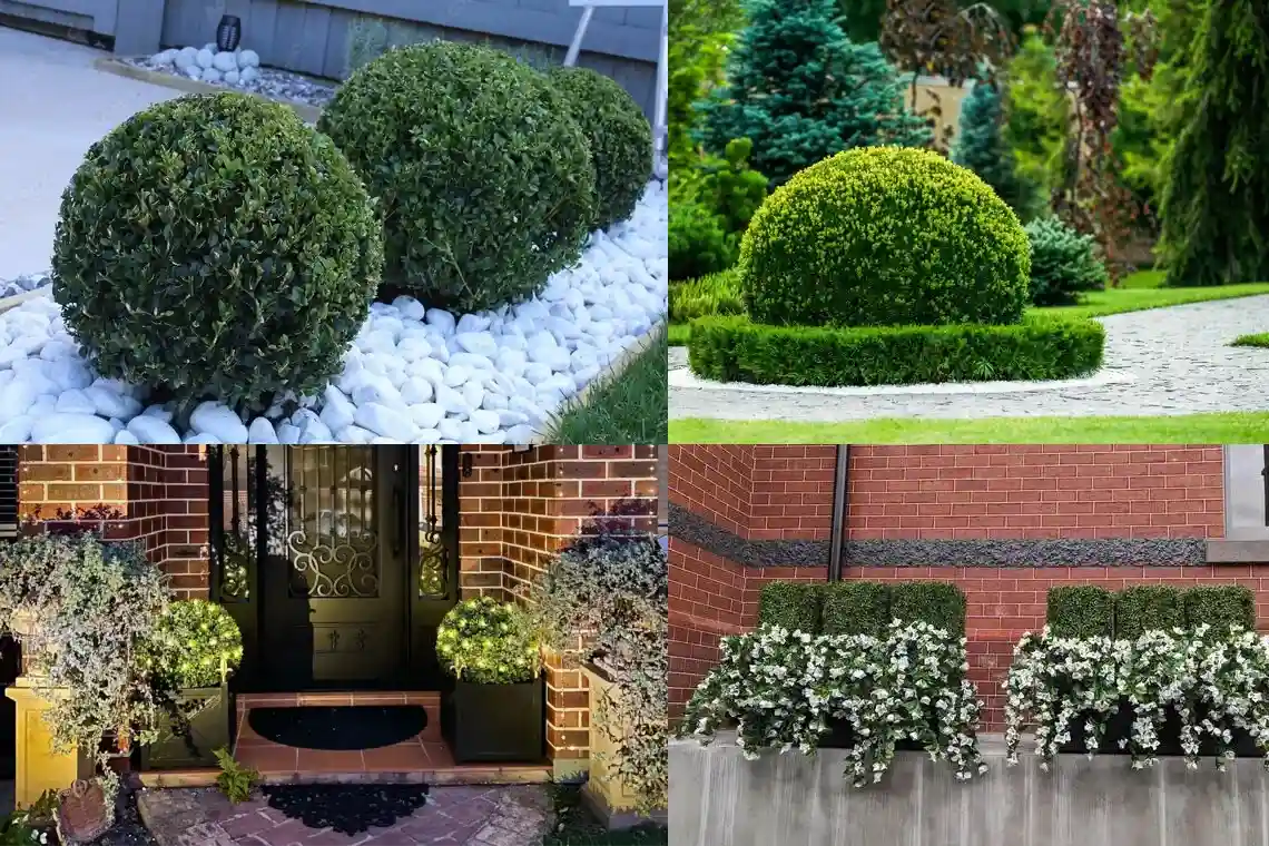 7 Topiary Ball Garden Ideas to Get Inspired