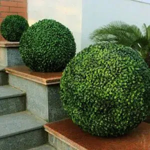 Topiary Balls & Plants