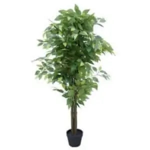 Ficus Trees