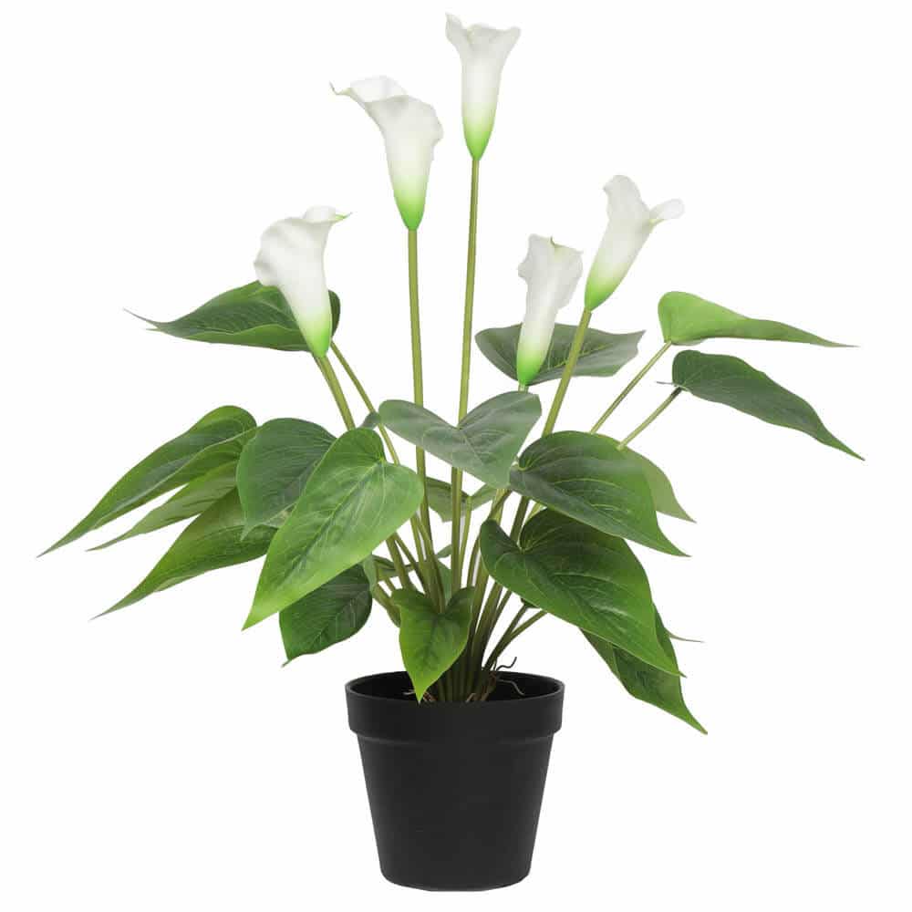 Artificial Flowering White Peace Lily / Calla Lily Plant 50cm - Designer Plants
