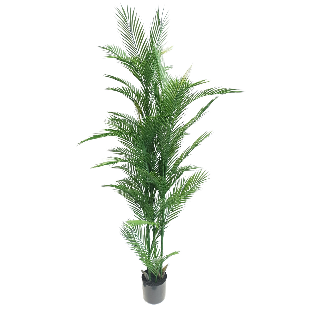Real Touch Artificial Phoenix Palm Tree UV Resistant 180cm - Designer Plants
