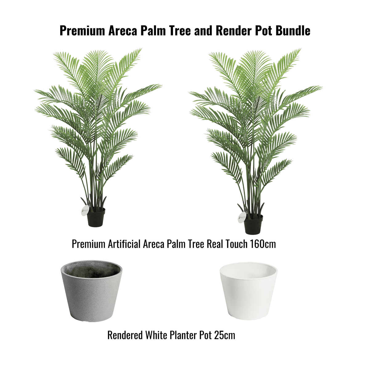 Premium Areca Palm Tree and Render Pot Bundle - Designer Plants