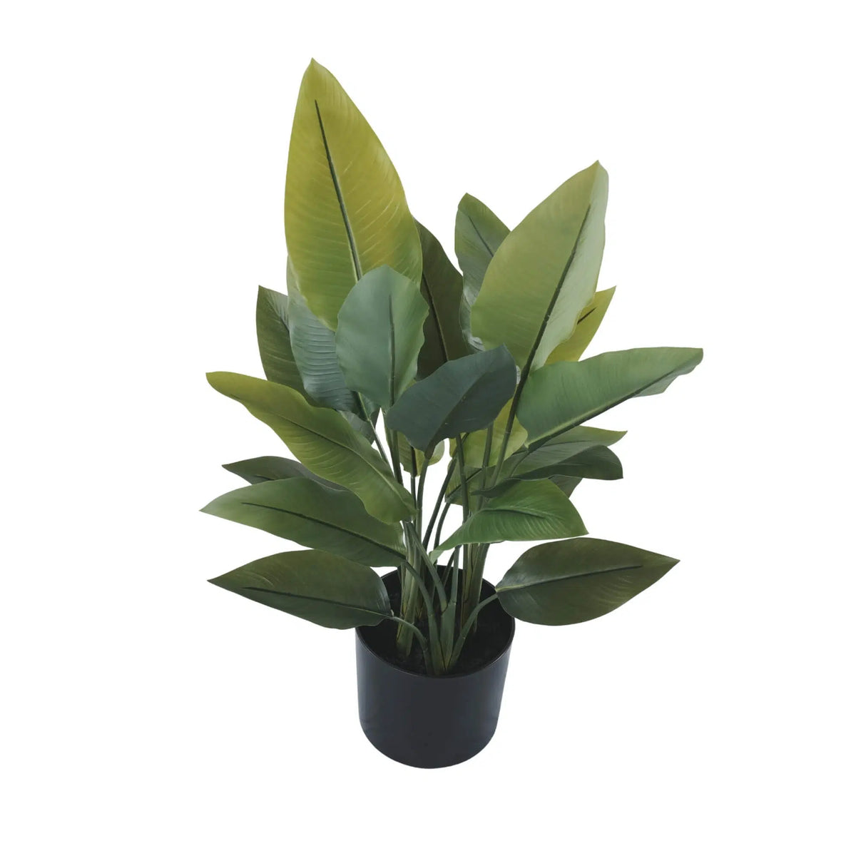 Potted plant with green leaves on a white background