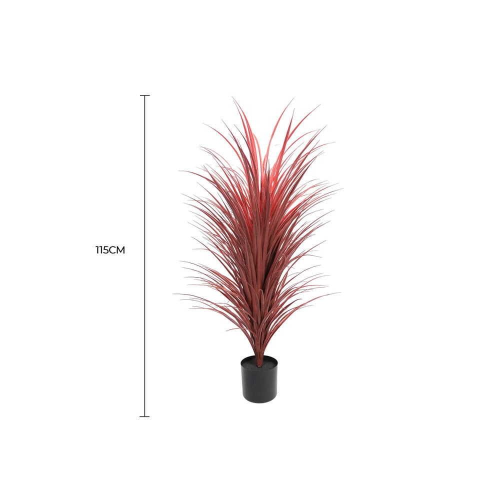 Potted plant with red leaves on a white background, featuring a measurement label.