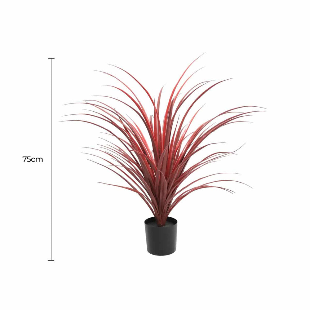 Potted plant with red leaves on a white background