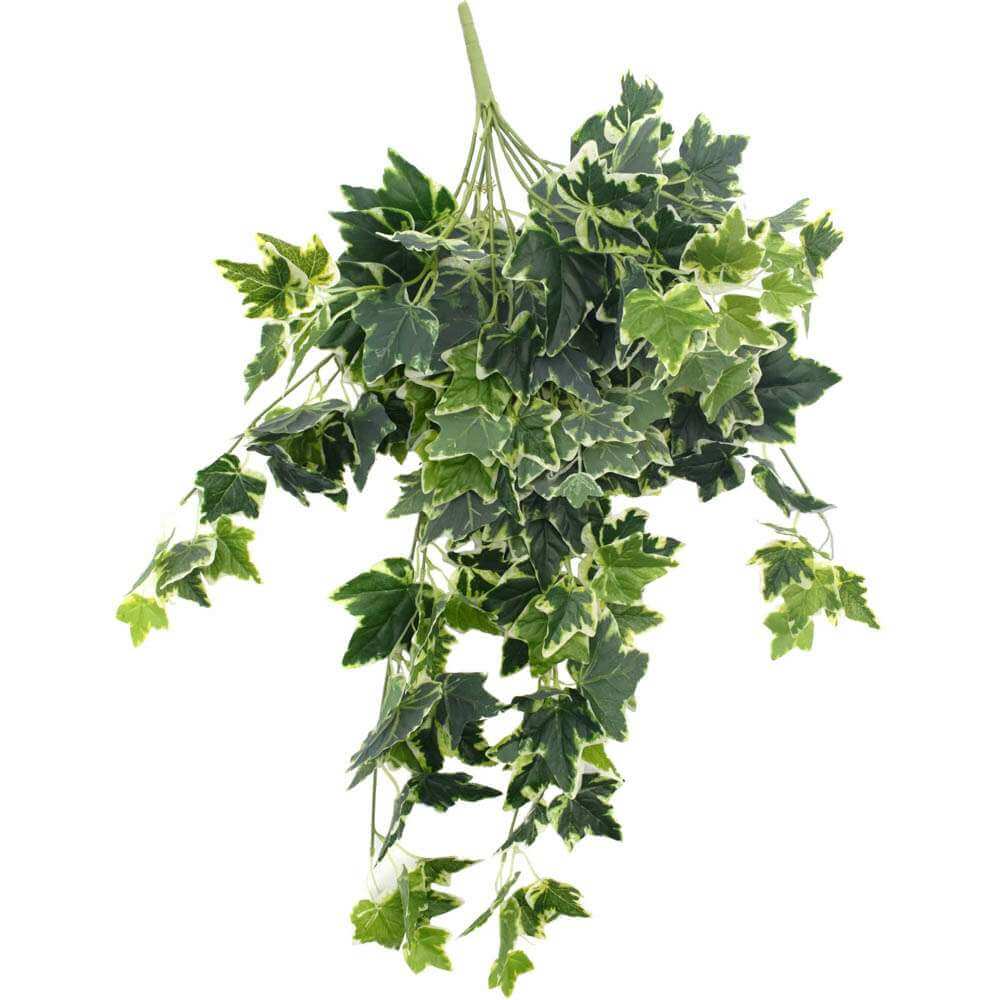 Mixed Green and White Tipped Ivy Bush 100cm - Designer Plants