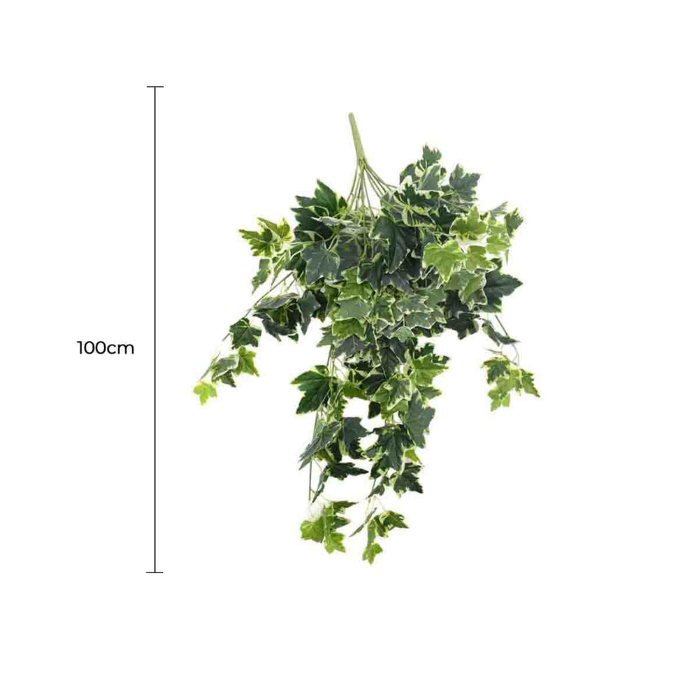 Mixed Green and White Tipped Ivy Bush 100cm