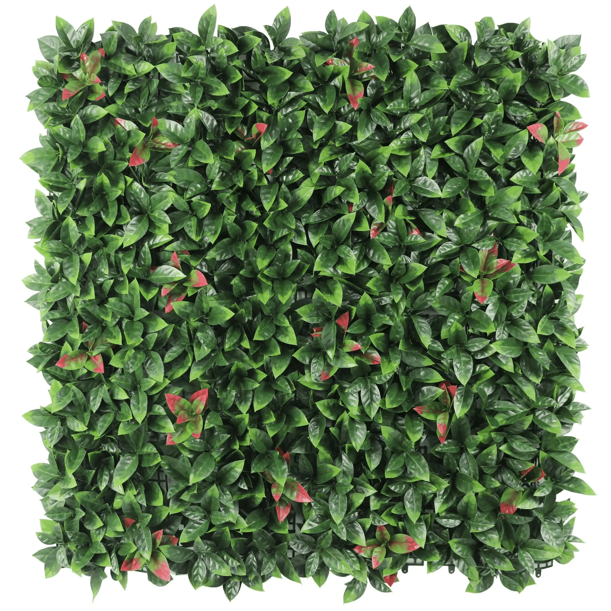 Photinia (Red Robin) Hedge Leaf Screens / Panels UV Resistant 1m x 1m - Designer Plants