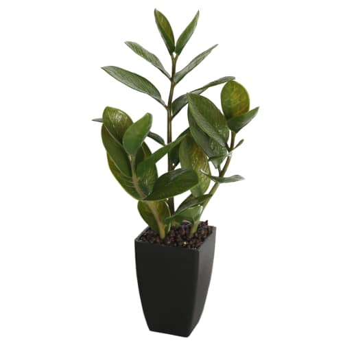 Potted Zanzibar 46cm - Designer Plants