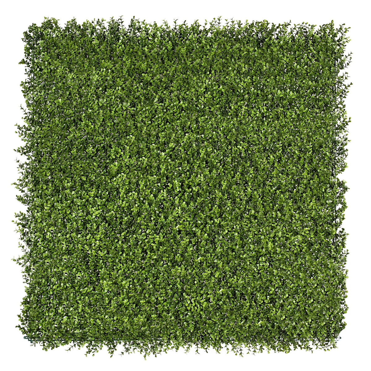 Premium Natural Buxus Hedge Panels UV Resistant SAMPLE - Designer Plants