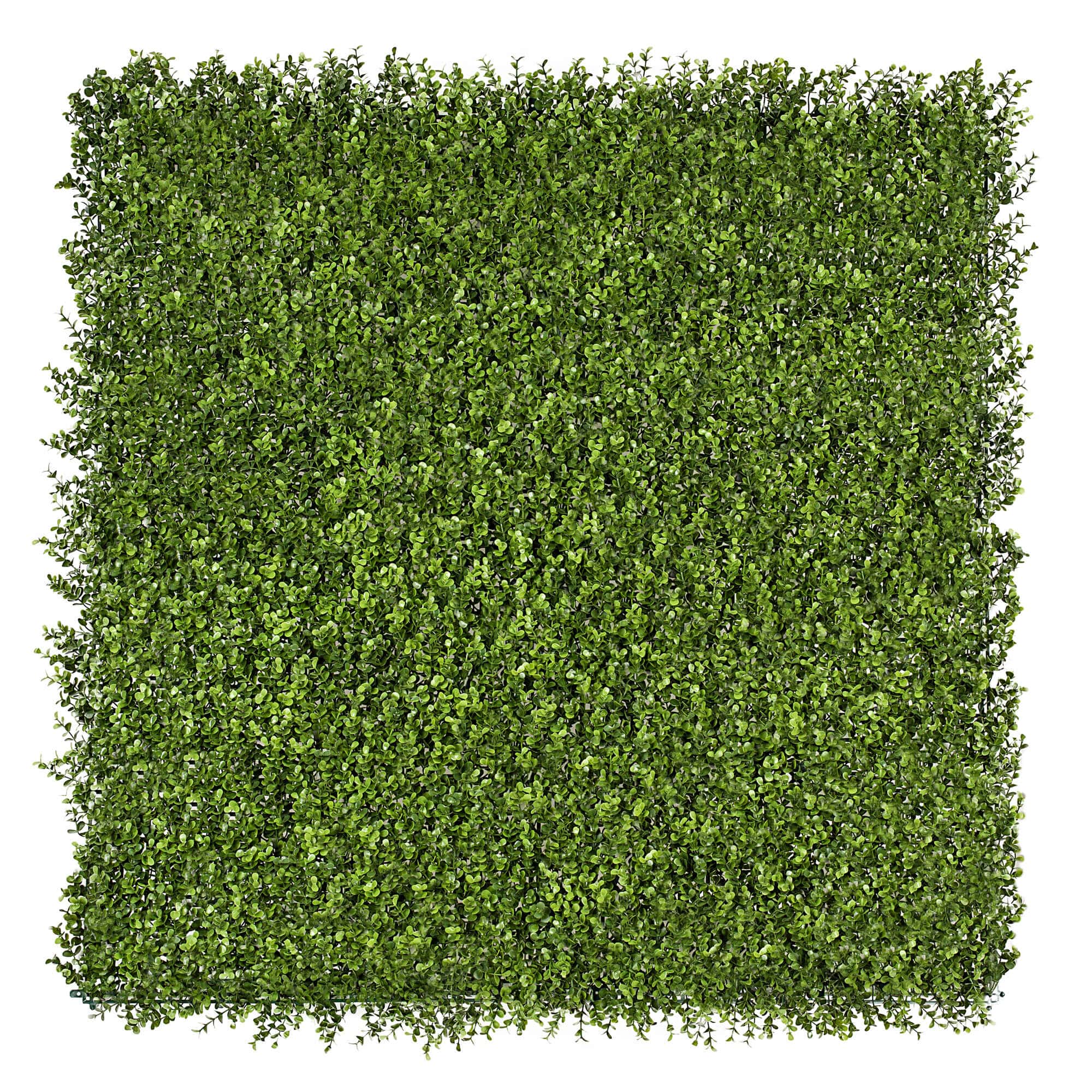 Premium Natural Buxus Hedge Panels UV Resistant SAMPLE - Designer Plants
