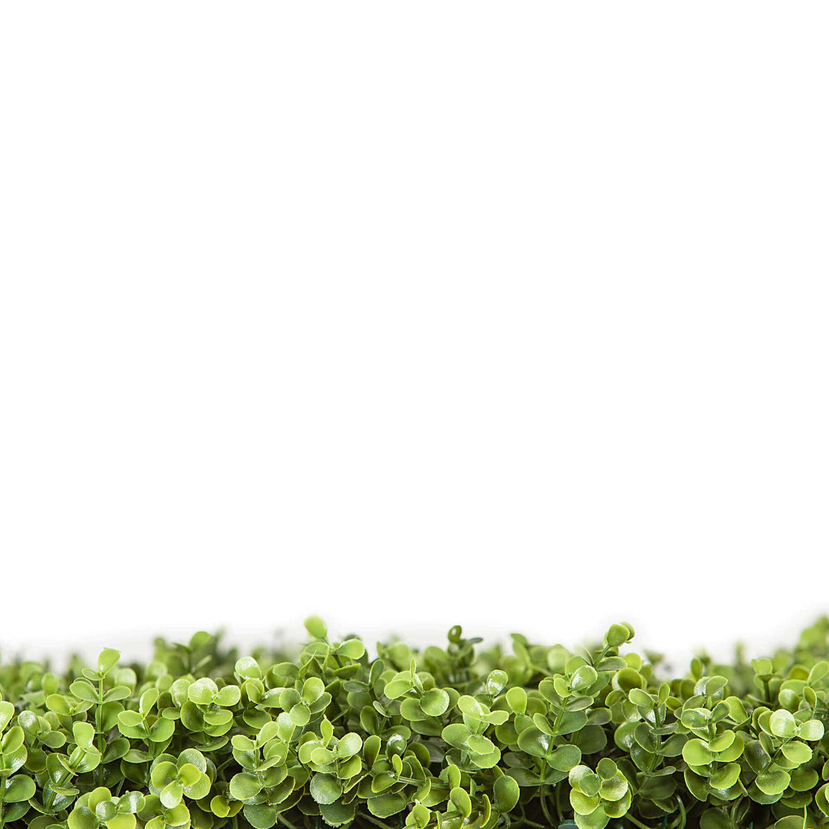 Premium Natural Buxus Hedge Panels UV Resistant SAMPLE