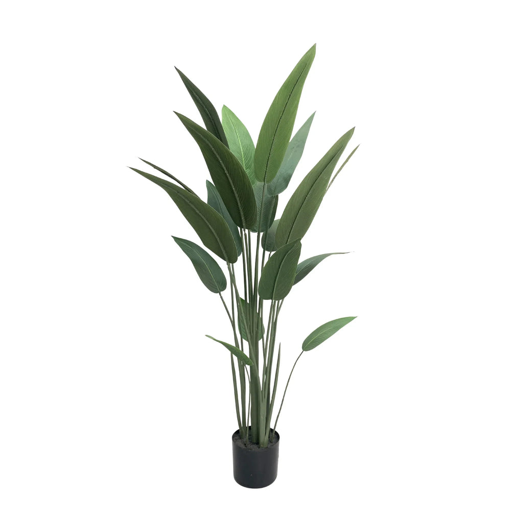 Potted plant with green leaves on a white background