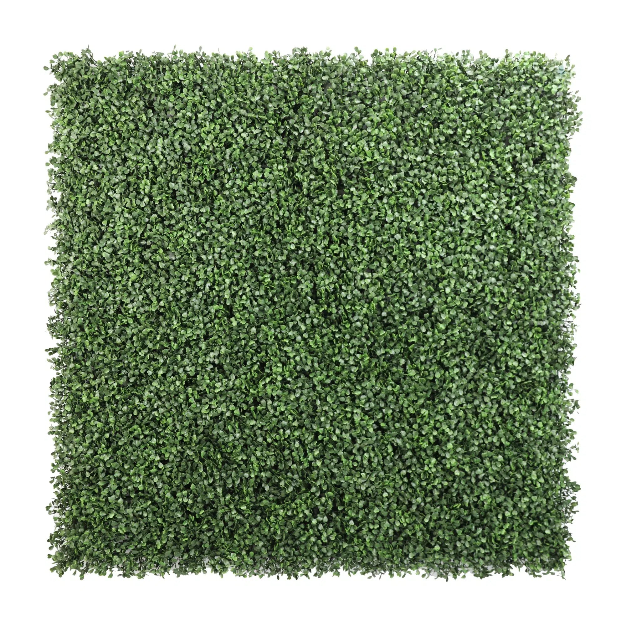 Boxwood Hedge Leaf Screens / Panels UV Resistant SAMPLE - Designer Plants