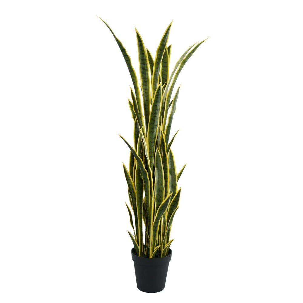 Potted plant with green and yellow stripes on a white background