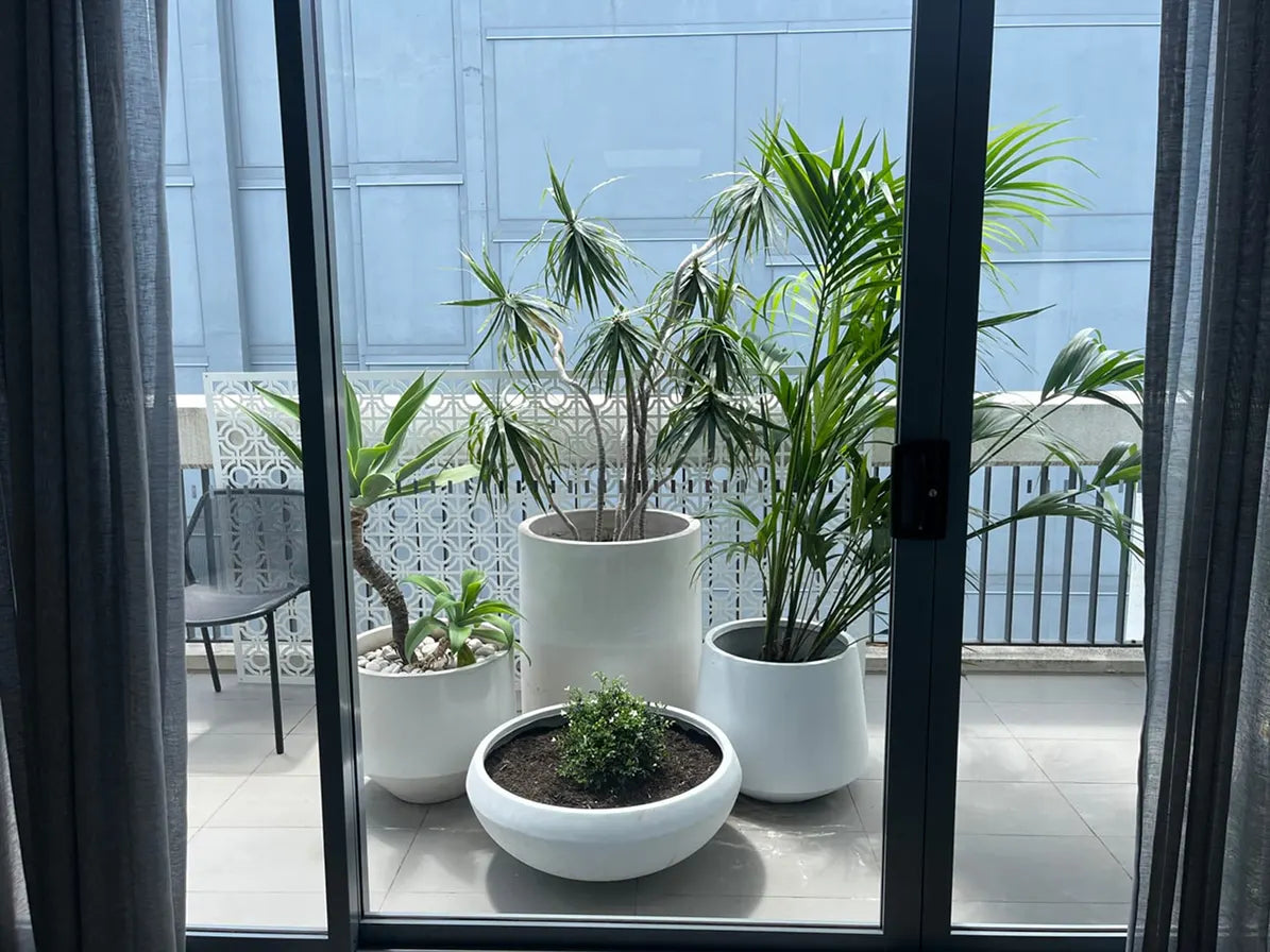 Three potted houseplants in white ceramic pots arranged on a balcony viewed through a glass door, with gray curtains framing the scene.