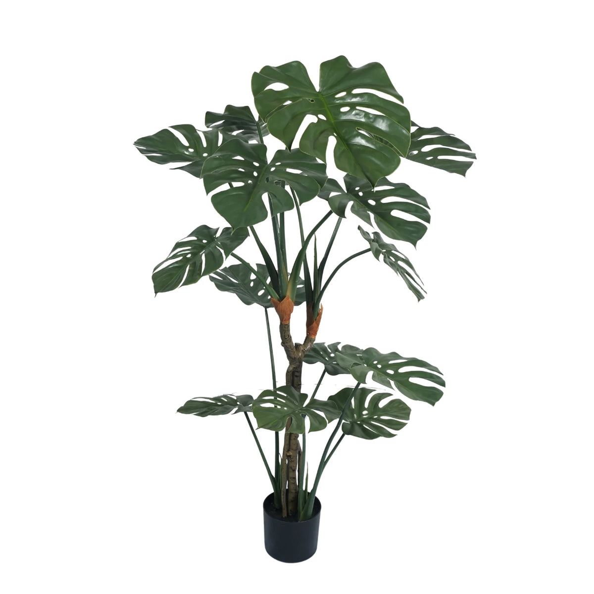 Premium Potted Split Leaf Monstera / Philodendron 150cm UV Resistant