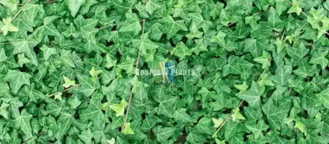 Artificial Ivy makes others envy your garden wall