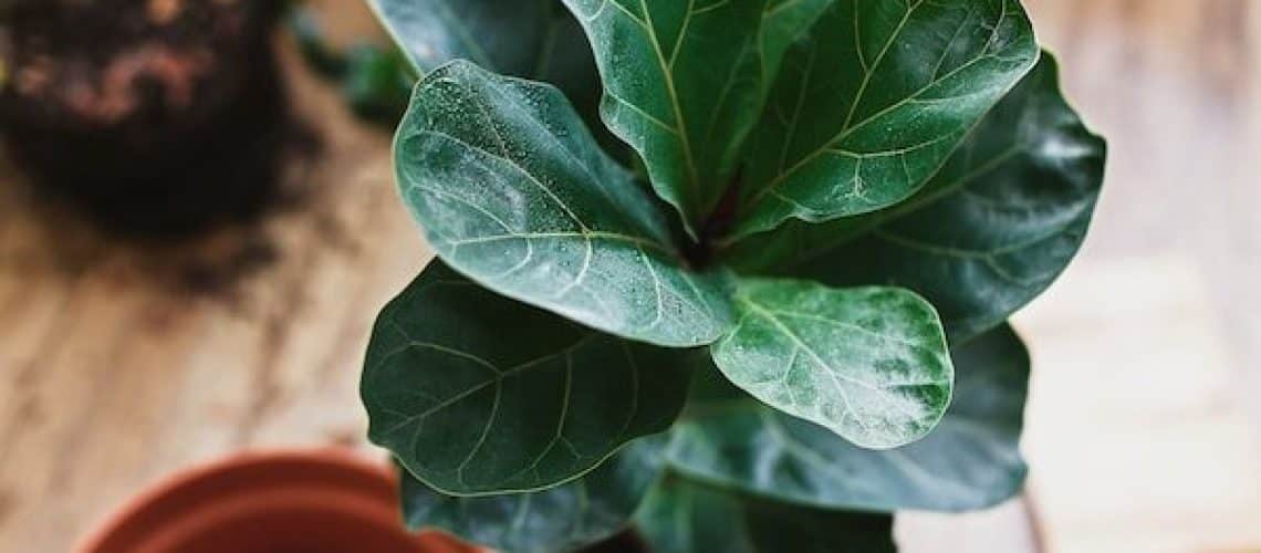 Caring for a fiddle leaf fig tree: A detailed guide