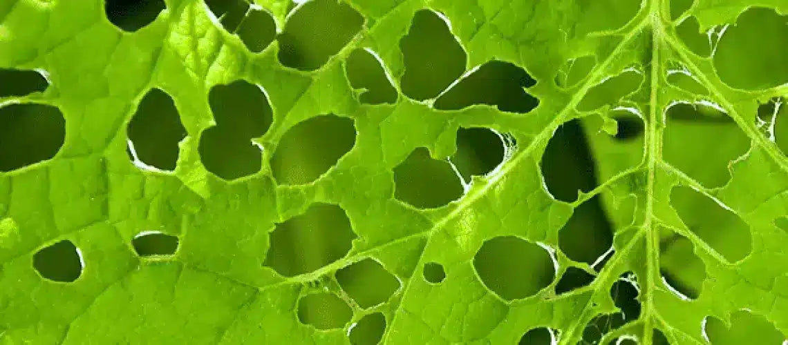 How to get rid of garden pests naturally