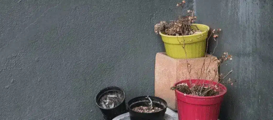 Christmas gift ideas for those who kill plants