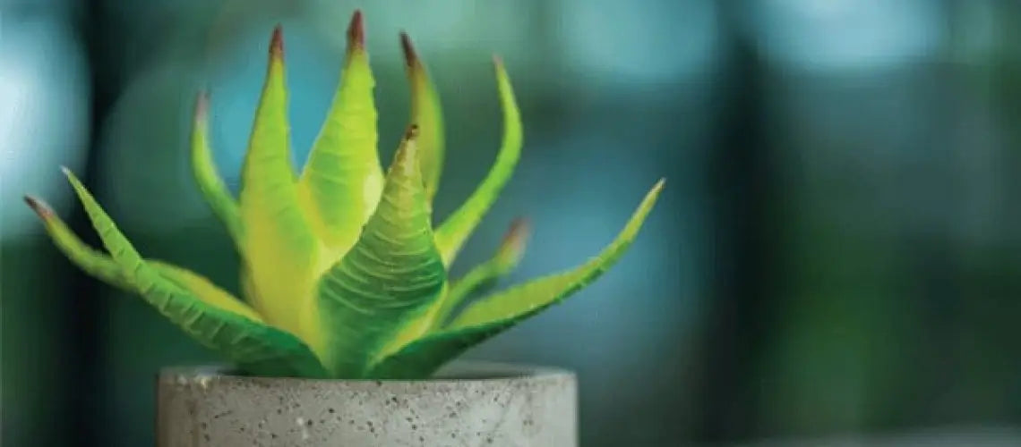 7 indoor plants you'll love