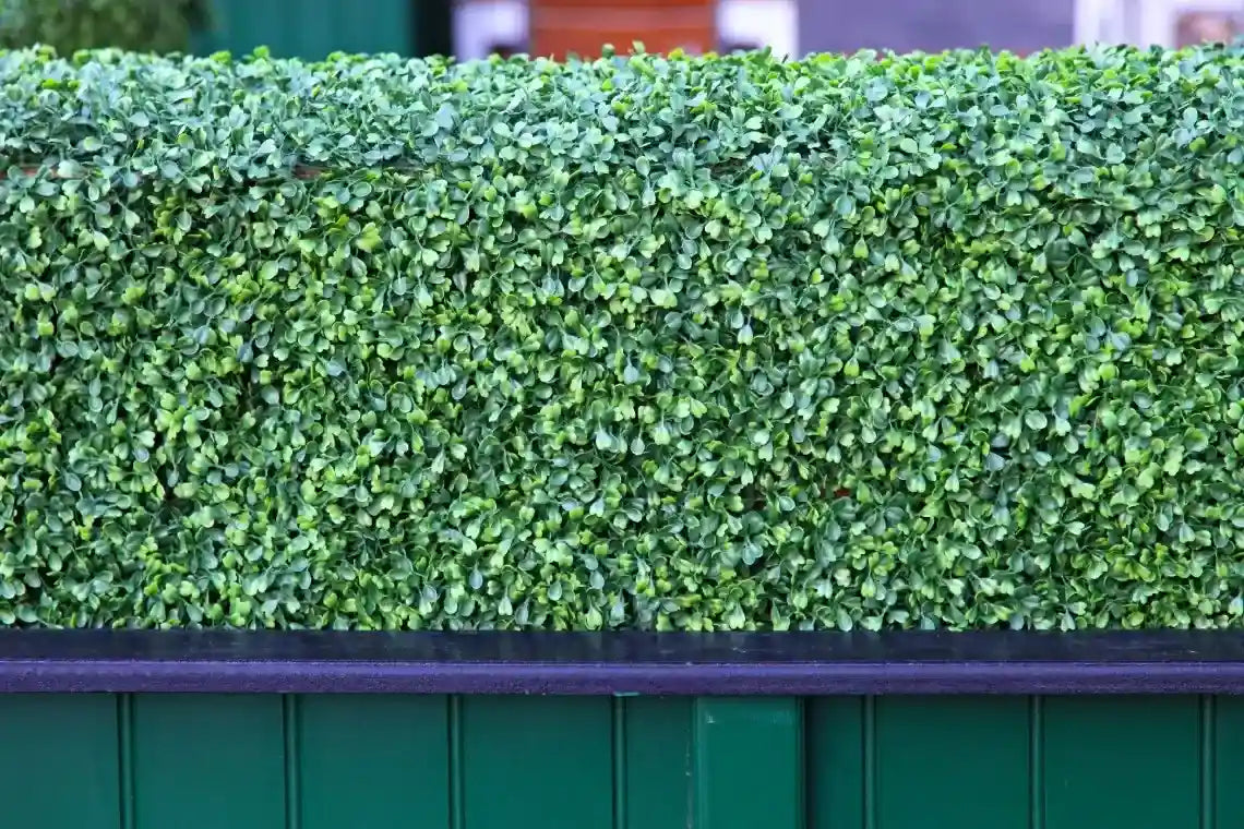 What Are the 3 Best Types of Artificial Hedges?