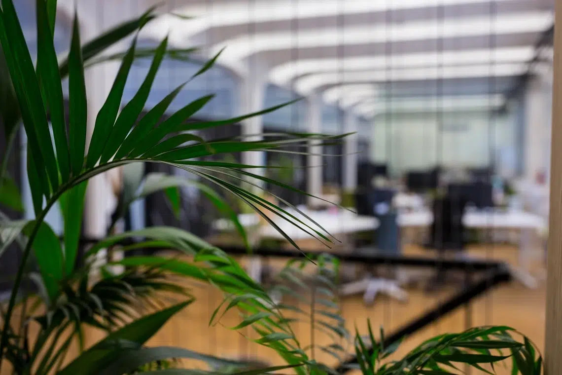 How a Client Beautified Their Office With Artificial Plants
