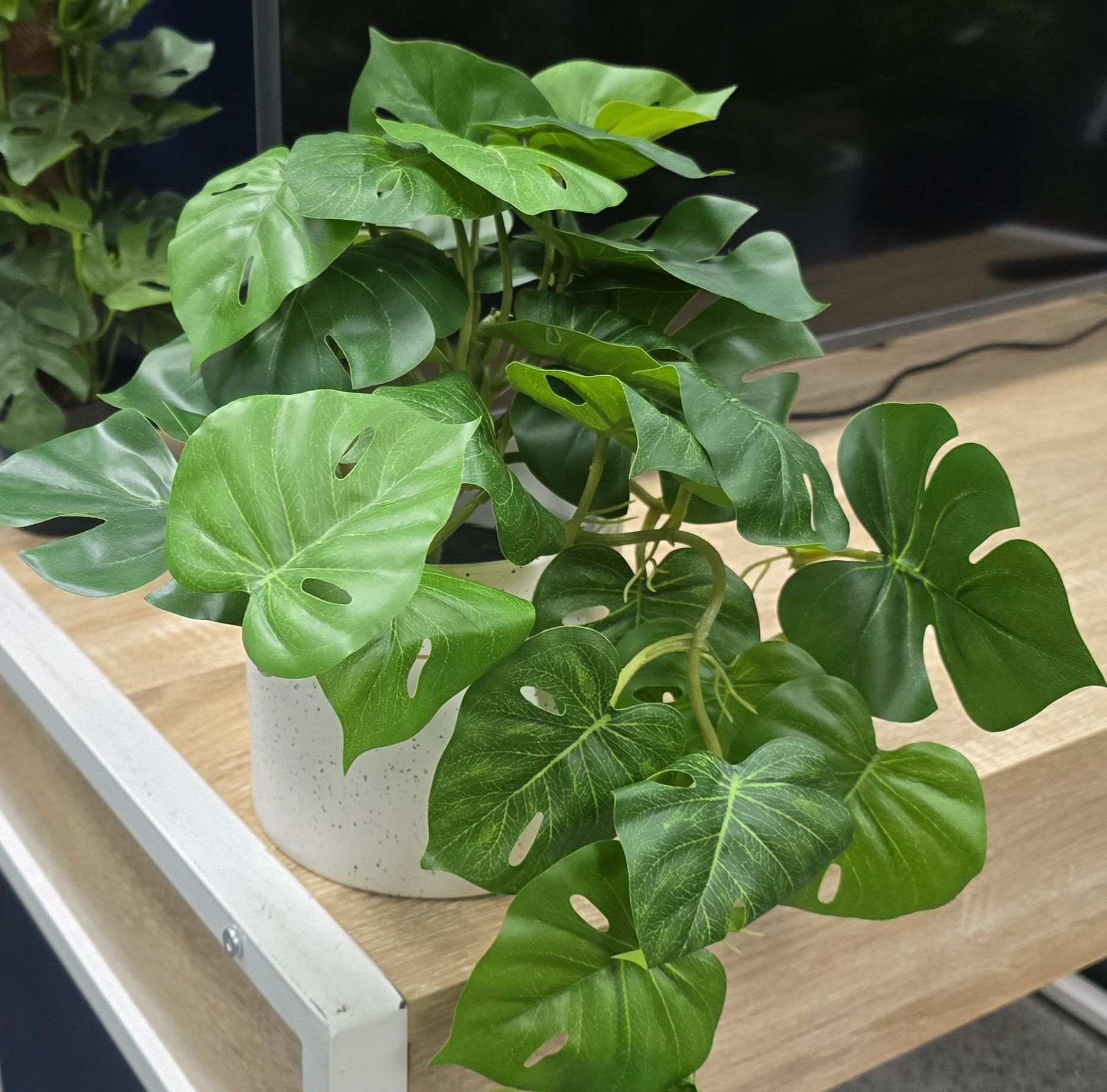 Styling Tips for a Decorative Artificial Monstera Adansonii Plant