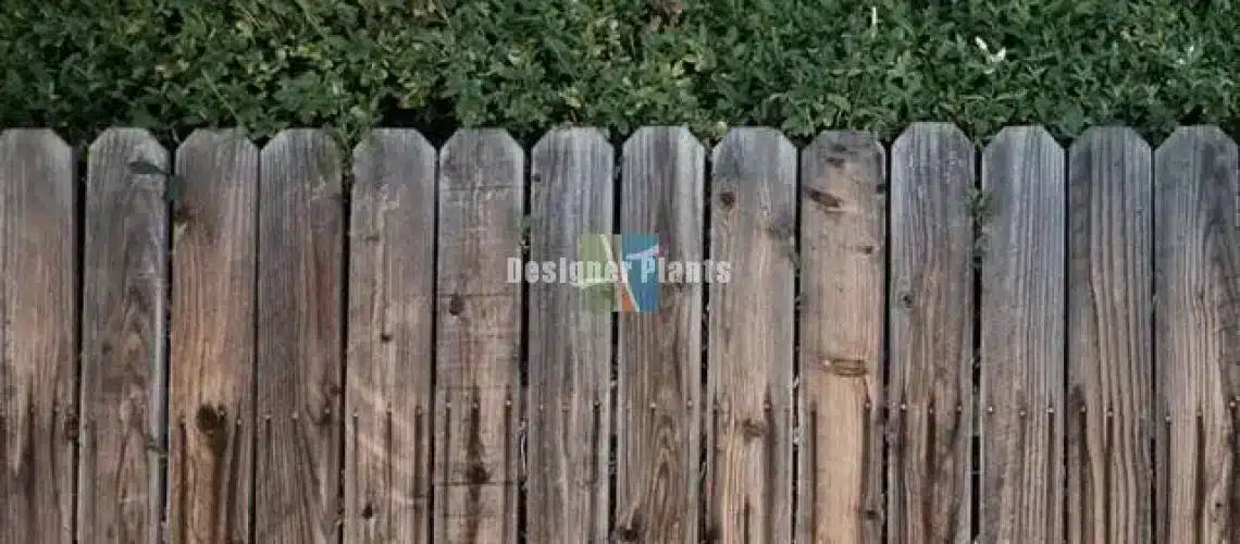 What fence should I choose for my home?