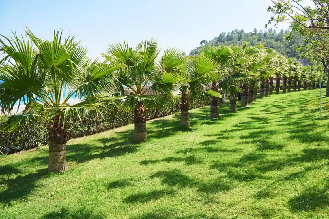 4 Ways to Create a Coastal Vibe with an Artificial Palm Tree