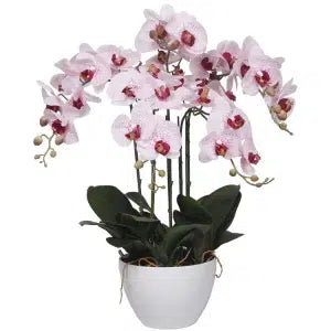 Pink orchid plant in a white pot on a white background