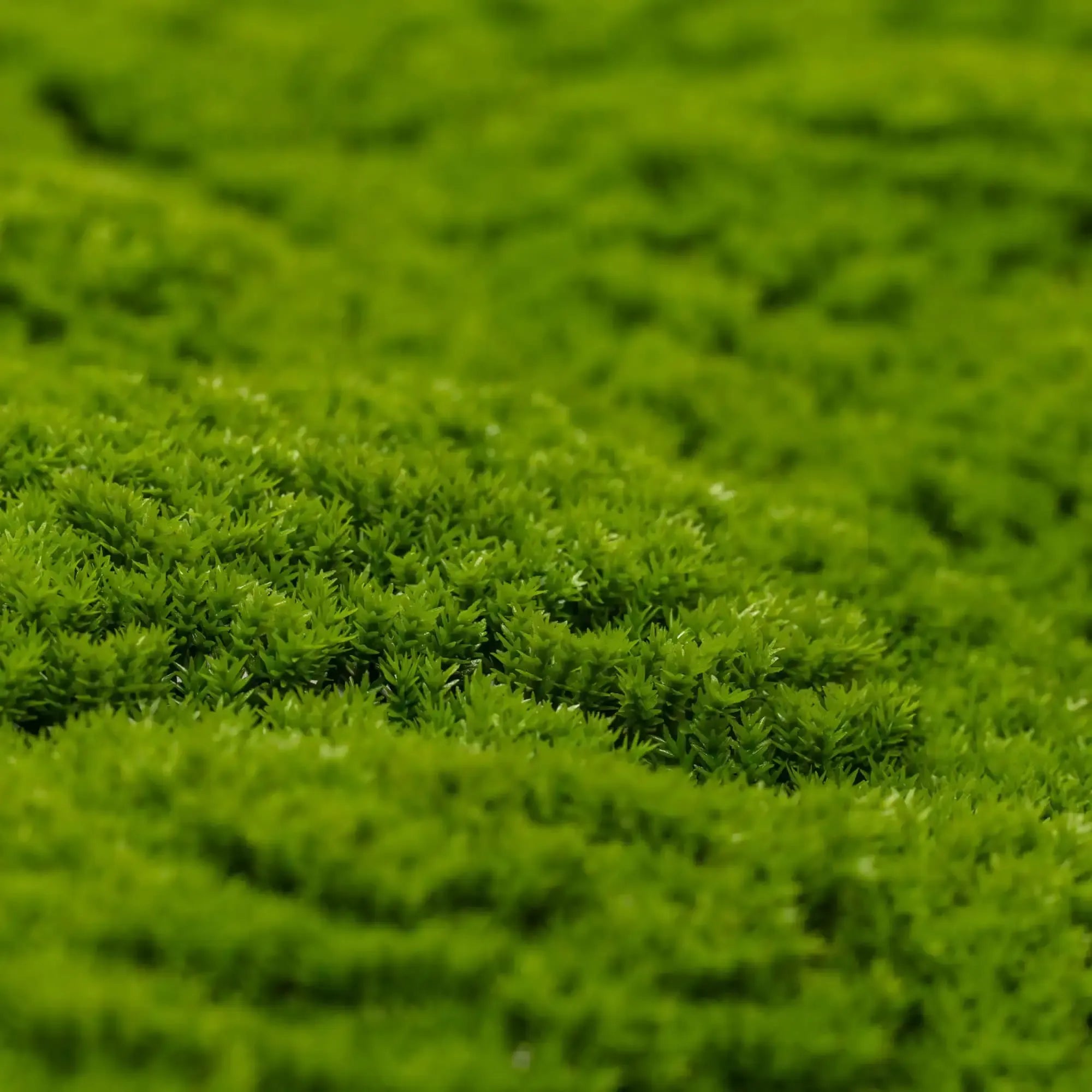 Artificial Moss