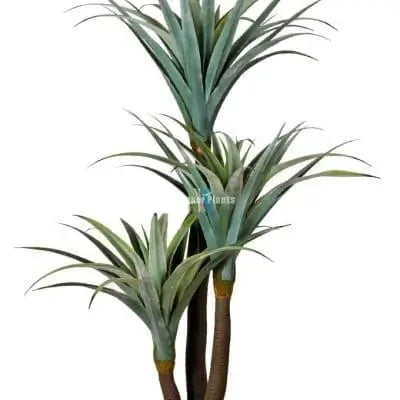 Dracena & Artificial Yucca