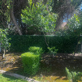 Luxury Flowering Artificial Buxus Hedge Panel UV Resistant 1m x 1m