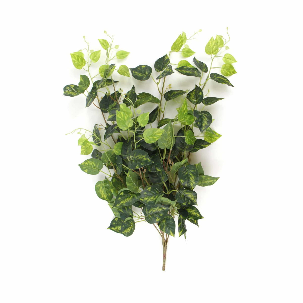 Heart Leaf Philodendron Hanging Creeper Bush (Devils Ivy) 78cm - Designer Plants