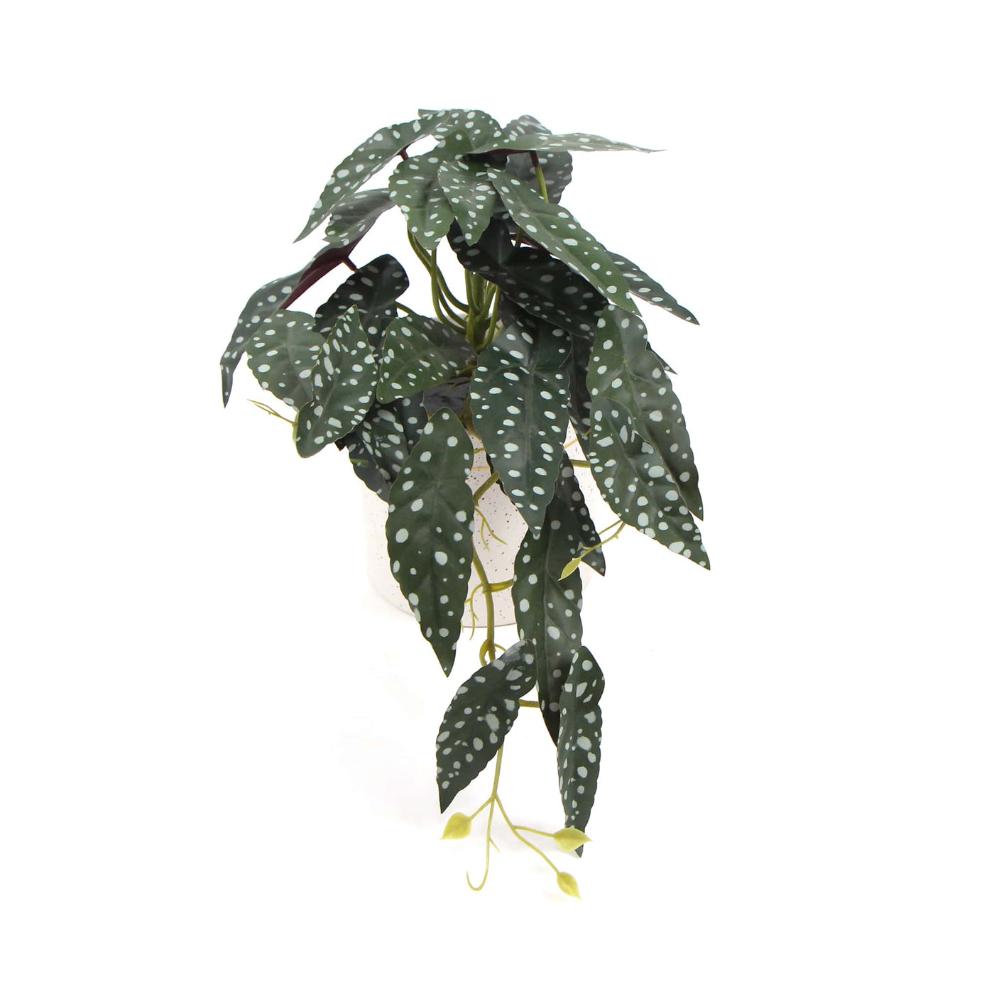 Artificial Begonia Maculata Plant In Decorative Bowl 30cm - Designer Plants