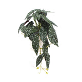 Artificial Begonia Maculata Plant In Decorative Bowl 30cm - Designer Plants
