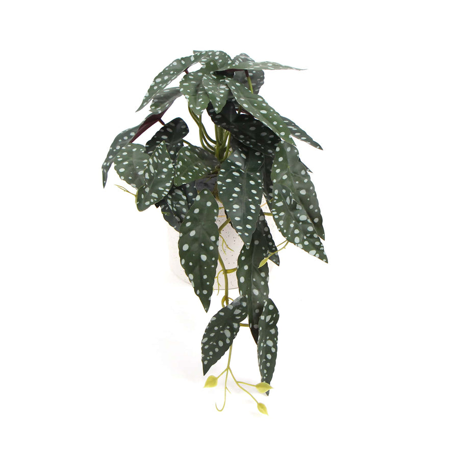Artificial Begonia Maculata Plant In Decorative Bowl 30cm - Designer Plants