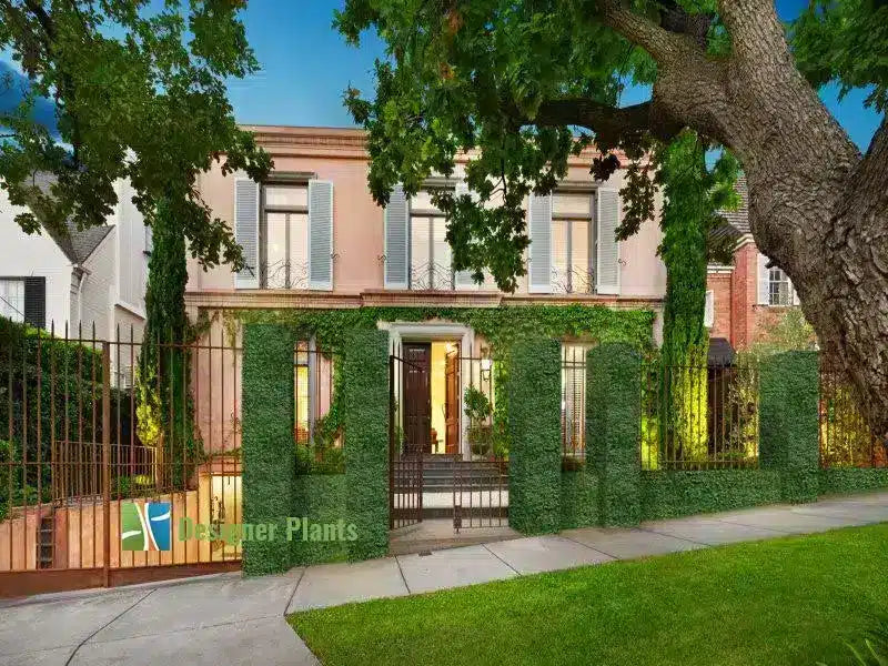 Stunning boxwood screens along front fence pillars