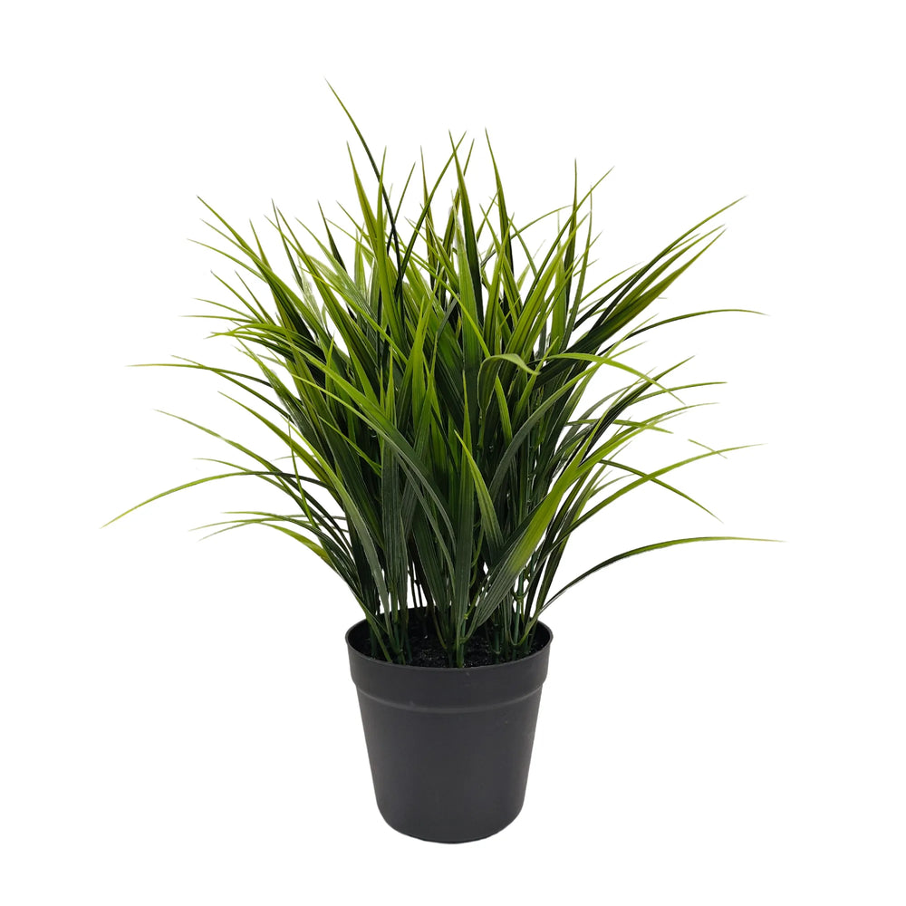 Potted plant with green leaves on a white background