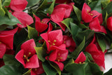 hanging artificial pink bougainvillea 90cm - flower detail