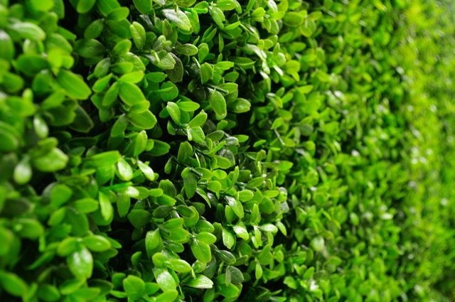 Deluxe Buxus Hedge Leaf Screen / Panels UV Resistant SAMPLE