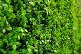 Deluxe Buxus Hedge Leaf Screen / Panels UV Resistant SAMPLE